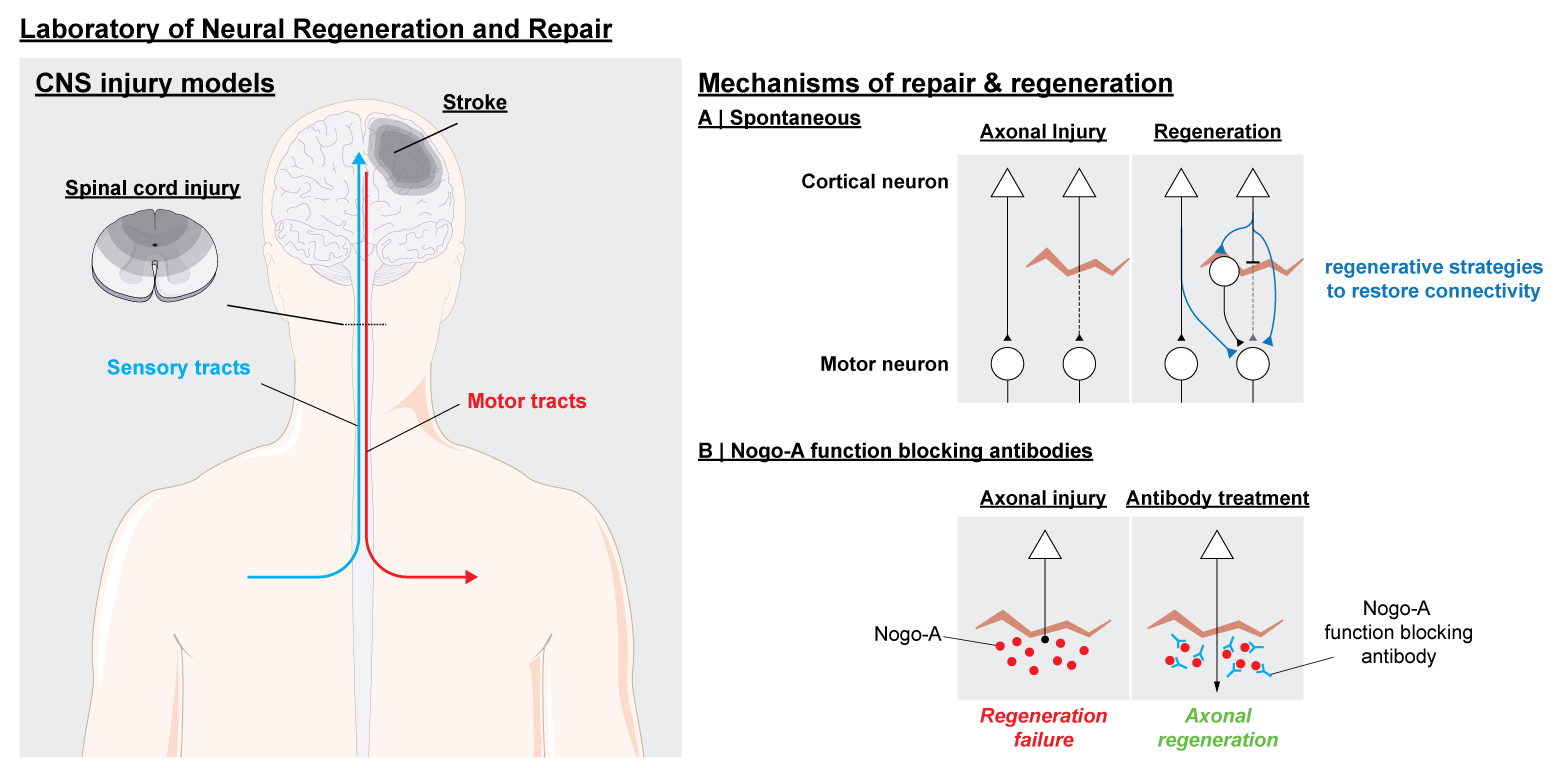 neural-regeneration and repair overview